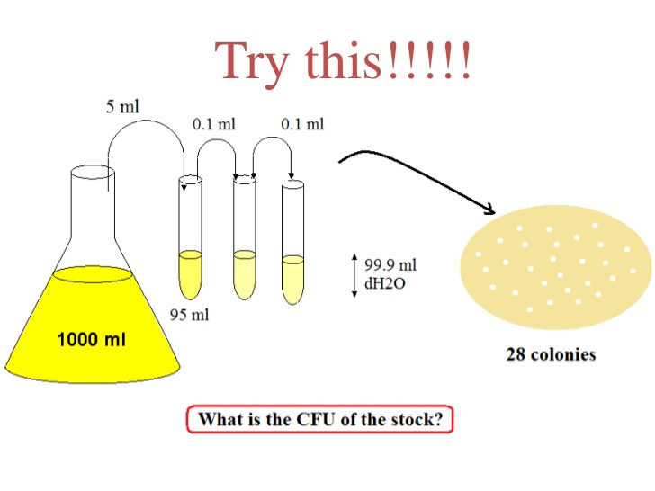 serial dilution microbiology